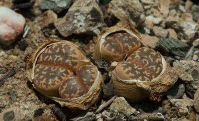 Lithops naureeniae, photo by Etwin Aslander